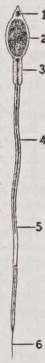 Spermatozoid