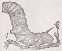 Sphinx