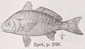 Spot