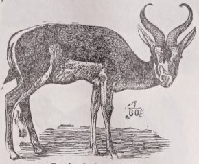 Springbuck