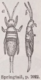 Springtail