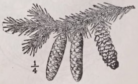 Spruce
