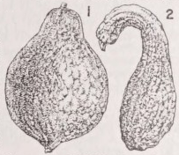 Squash
