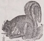 Squirrel