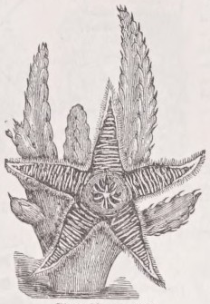 Stapelia