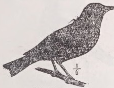 Starling