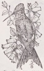 Starthroat