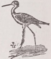 Stilt