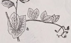 Stipule