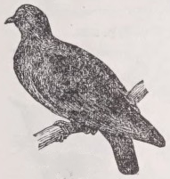 Stockdove