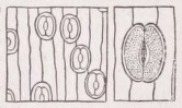 Stoma