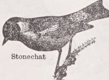 Stonechat