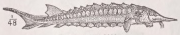 Sturgeon