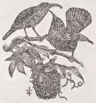 Sunbird
