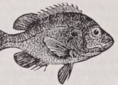 Sunfish