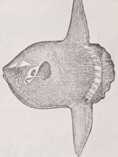 Sunfish