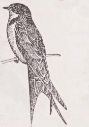 Swallow