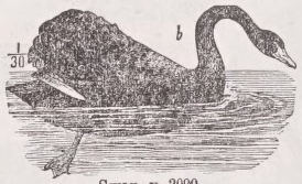 Swan