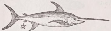 Swordfish