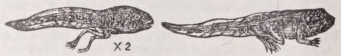 Tadpole