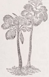 Talipot