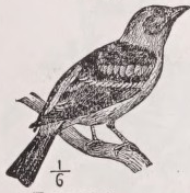 Tanager