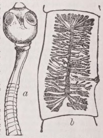 Tapeworm