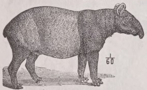Tapir