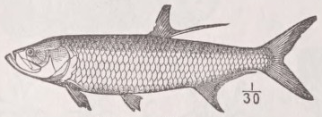 Tarpum