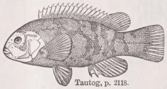 Tautog