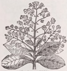 Teak