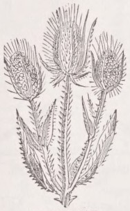 Teasel