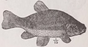 Tench