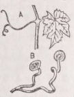 Tendril