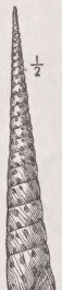 Terebra