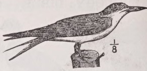 Tern