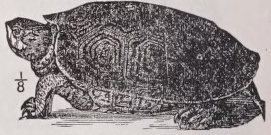 Terrapin