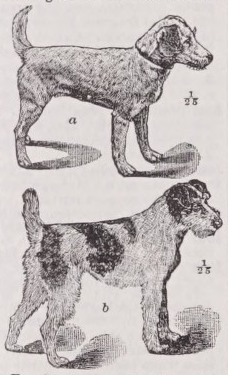 Terrier