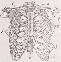 Thorax