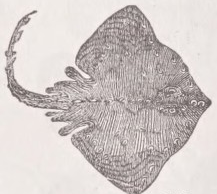 Thornback