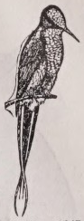 Thorntail