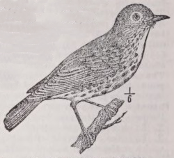 Thrush