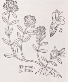 Thyme