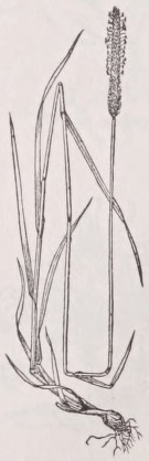 Timothy grass