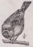 Titmouse
