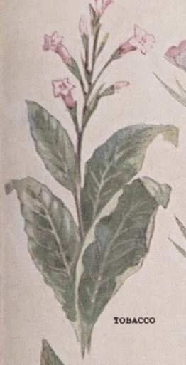 Tobacco