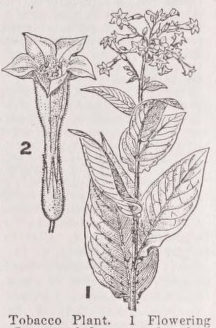 Tobacco