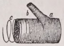 Trachea