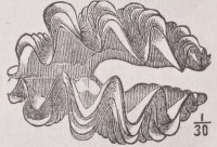 Tridacna