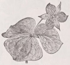 Trillium